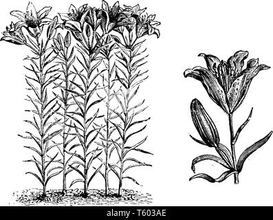 Lilium davuricum tige de la plante pousse deux et trois pieds de haut. Les fleurs sont de couleur rouge, vintage dessin ou gravure illustration. Illustration de Vecteur