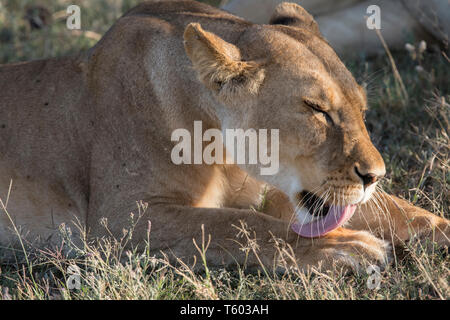 Licking paw Ndutu, Lionne, Tanzanie Banque D'Images