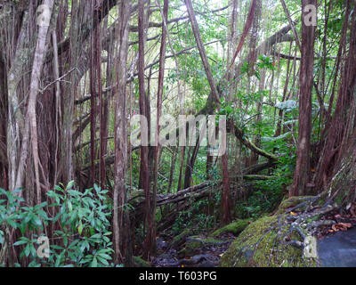 Racines de l'arbre banyan à côté de Hilo, Hawaii Banque D'Images