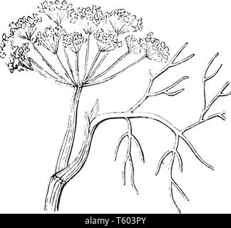 Une photo montre une plante d'anis qui est une plante connue qui ressemble à l'aneth ou snail mais est plus parfumé, vintage dessin ou gravure illu Illustration de Vecteur