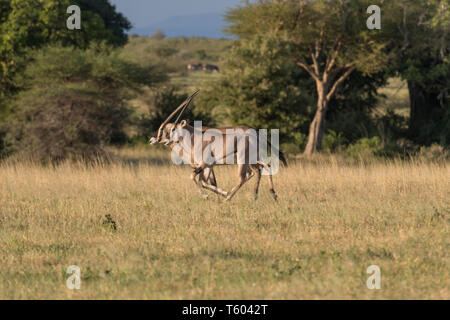 Oryx dans Parc national de Tarangire, Tanzanie Banque D'Images