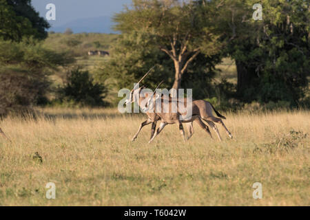 Oryx dans Parc national de Tarangire, Tanzanie Banque D'Images