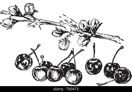 Ce cadre de la direction générale a les cerises qui ressemble 9 cerises, vintage dessin ou gravure illustration. Illustration de Vecteur