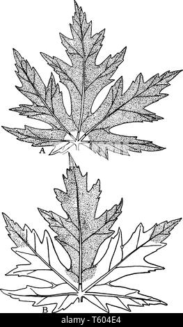 Ces veines aident à fournir des modèles de structure des feuilles, feuilles aussi complexe qu'une araignée ou une ligne droite, vintage dessin ou gravure illustratio Illustration de Vecteur