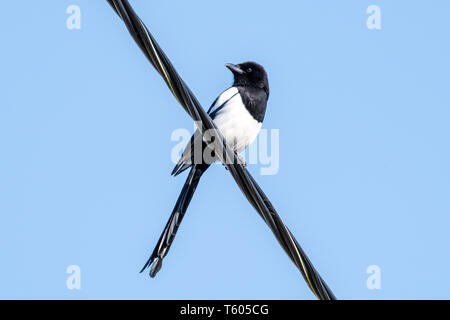 Au printemps Magpie assis sur un fil Banque D'Images