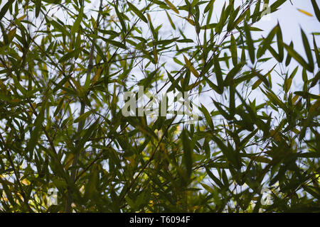 Close Up de branches de bambou avec motif feuilles Banque D'Images