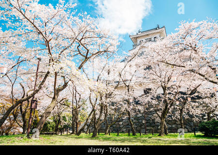 Château de Nagahama avec fleurs de cerisier de Shiga, Japon Banque D'Images