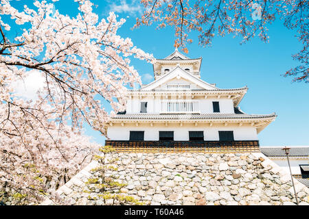 Château de Nagahama avec fleurs de cerisier de Shiga, Japon Banque D'Images