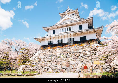 Château de Nagahama avec fleurs de cerisier de Shiga, Japon Banque D'Images