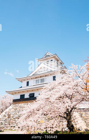 Château de Nagahama avec fleurs de cerisier de Shiga, Japon Banque D'Images