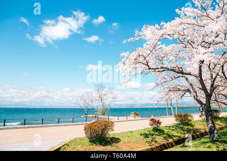 Le lac Biwa avec fleurs de cerisier de Shiga, Japon Banque D'Images