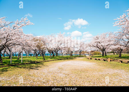 Nagahama Ho Park et Lake Biwa avec fleurs de cerisier de Shiga, Japon Banque D'Images