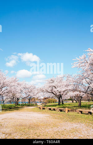 Nagahama Ho Park et Lake Biwa avec fleurs de cerisier de Shiga, Japon Banque D'Images