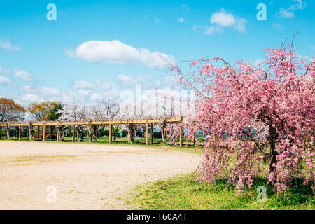 Parc Ho Nagahama avec fleurs de cerisier de Shiga, Japon Banque D'Images