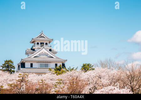 Château de Nagahama avec fleurs de cerisier de Shiga, Japon Banque D'Images