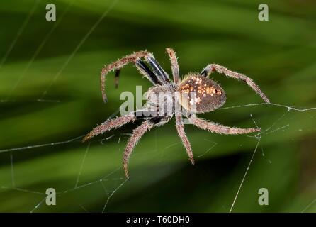 Un Orb Weaver spider poilue ramper dans son site web dans un contexte d'aiguilles de pin à Houston, TX. C'est le marquage du corps colorés. Banque D'Images