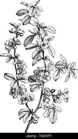 Une photo montrant une succursale de Pyrus Japonica qui est un arbre produit des fleurs rouge foncé et vert feuilles odorantes. Les feuilles sont ovales et dentelées et Illustration de Vecteur
