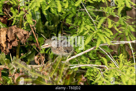 Bébé nid de héron vert Butorides virescens échassiers dans un buisson dans un marais à Naples, Floride Banque D'Images