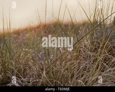 Soleil qui brille à travers les hautes herbes. Banque D'Images