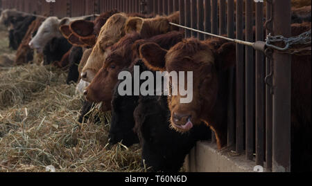 Les vaches mangent le foin d'un creux. Banque D'Images