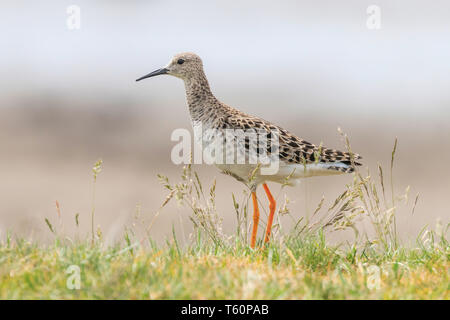 Ruff Philomachus pugnax (Oiseau) d'oiseaux échassiers Ruff Banque D'Images