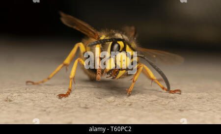 L'allemand, Guêpe Guêpe européenne ou allemande (yellowjacket lat. Vespula germanica) Banque D'Images