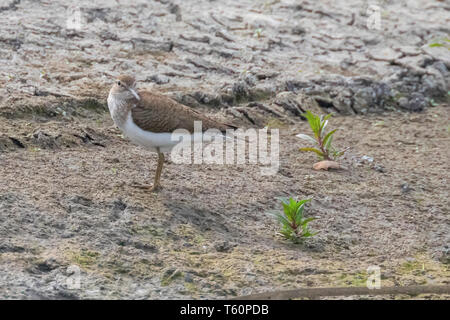 Des oiseaux d'eau, Chevalier guignette Actitis hypoleucos Common Sandpiper () Banque D'Images