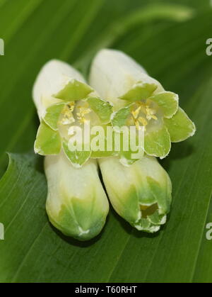 Gros plan sur les fleurs d'un sceau de Salomon Polygonatum multiflorum plante Banque D'Images