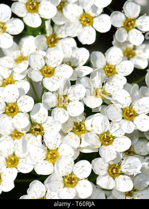 Gros plan sur les fleurs blanches d'un arbuste Spirée van houtt Banque D'Images