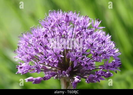 Gros plan sur l'Allium Purple flowerhead Banque D'Images