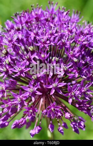 Gros plan sur l'Allium Purple flowerhead Banque D'Images