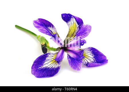 Iris bleu fleur sur fond blanc Banque D'Images