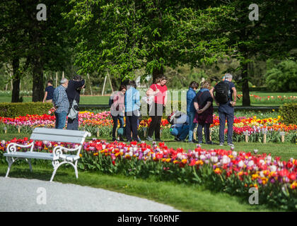 VOLCJI POTOK, SLOVÉNIE - 25 avril 2019 : Printemps tulipe exposition en Volcji potok Arboretum près de Kamnik. Banque D'Images