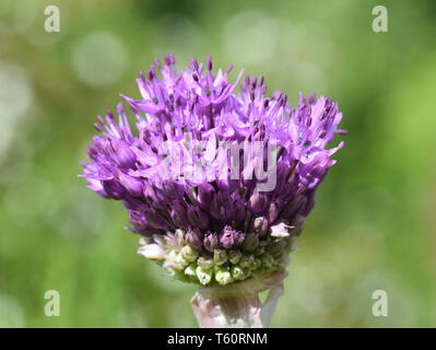 Gros plan sur l'Allium Purple flowerhead Banque D'Images