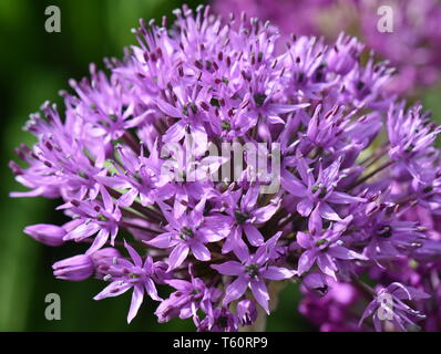 Gros plan sur l'Allium Purple flowerhead Banque D'Images