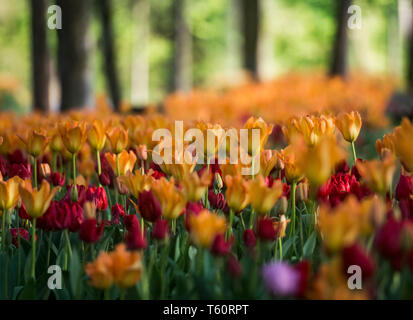 Printemps tulipe exposition en Volcji potok Arboretum près de Kamnik. Banque D'Images