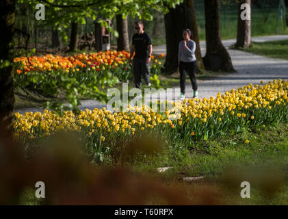 VOLCJI POTOK, SLOVÉNIE - 25 avril 2019 : Printemps tulipe exposition en Volcji potok Arboretum près de Kamnik. Banque D'Images