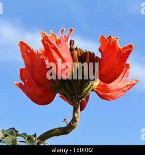 Les fleurs rouges sur un tulipier d'Afrique Spathodea campanulata Banque D'Images