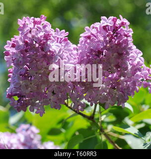 Floraison mauve lilas commun Syringa au printemps Banque D'Images