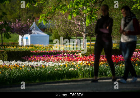 VOLCJI POTOK, SLOVÉNIE - 25 avril 2019 : Printemps tulipe exposition en Volcji potok Arboretum près de Kamnik. Banque D'Images