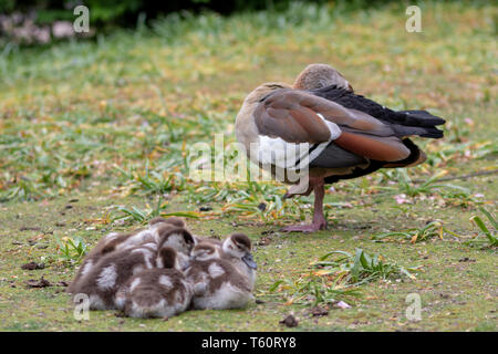 Mère de petits gooses égyptiens avec sa jolie famille de petites fleurs dans le parc pour le petit déjeuner le matin Banque D'Images