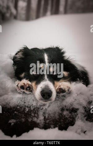 Tricolor Border collie est couché sur le terrain dans la neige. C'est un chien tellement moelleux. Banque D'Images