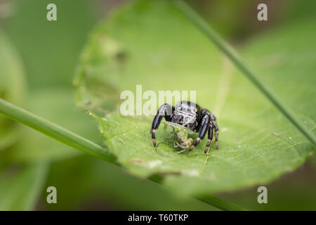 Une très petite araignée sauteuse (Evarcha arcuata) assis sur une feuille verte Banque D'Images