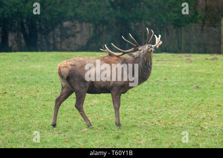 Le grand HART avec la tête de gros cerf en portrait montre son énormes bois pour la saison d'accouplement dans la forêt comme majestueux animal de forêt pour les chasseurs et la chasse Banque D'Images