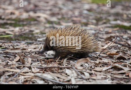 Échidné à nez court-sauvages avec museau sale marcher entre les feuilles sèches dans le marron forêt d'eucalyptus. L'Australie. Tachyglossus aculeatus Banque D'Images