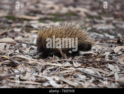 Échidné à nez court-sauvages avec museau sale marcher entre les feuilles sèches dans le marron forêt d'eucalyptus. L'Australie. Tachyglossus aculeatus Banque D'Images