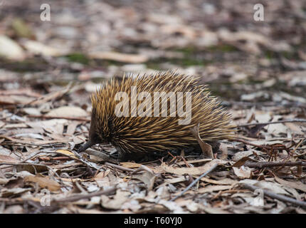 Échidné à nez court-sauvages avec museau sale marcher entre les feuilles sèches dans le marron forêt d'eucalyptus. L'Australie. Tachyglossus aculeatus Banque D'Images