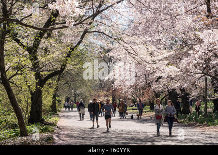 Les personnes bénéficiant d'une journée de printemps sur l'allée cavalière dans Central Park, NYC, USA Banque D'Images