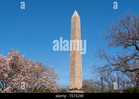 Cleopatra's Needle obélisque est entouré d'arbres de Magnolia qui fleurit au printemps, Central Park, NYC, USA Banque D'Images