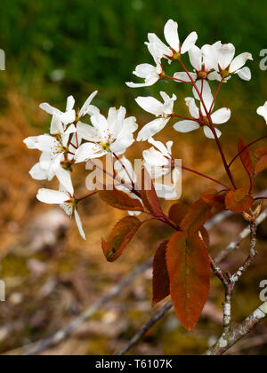 Fleurs blanc pur de l'Amelanchier laevis, mesilpus neigeux 'Snowflakes', contraste avec les jeunes dans leur feuillage cuivré Afficher printemps Banque D'Images